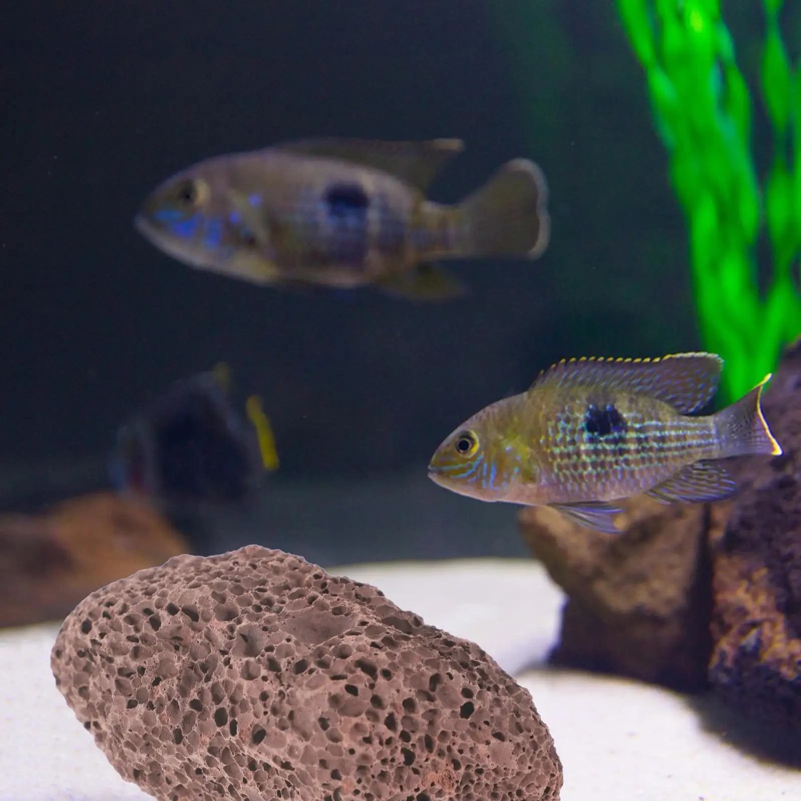 

Volcanic 450g Lava Stones for Fish Tank Aquarium Decorations Filter Material Suitable Marine Freshwater Tanks
