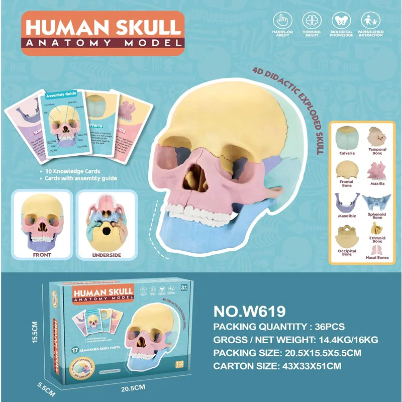 17 Parts 4D Anatomy Moodel Life-sized Colored Human Anatomy Head Skull Toy Assembly Oral Teaching Medical Skeleton Model