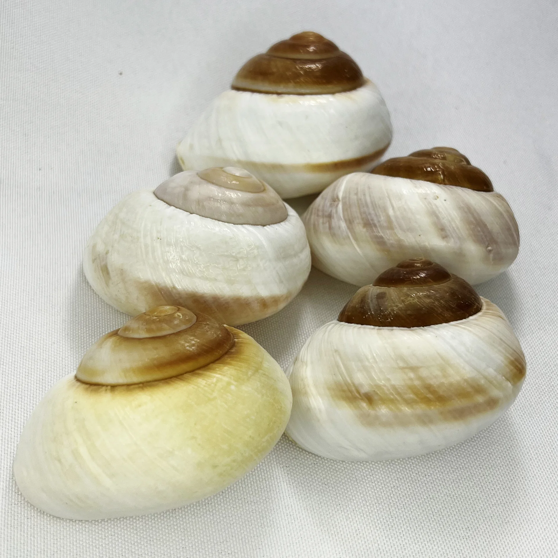 Natural Bulla Shell - Bread Snail, Hermit Crab Habitat, Aquarium Decor, Marine Display Piece, Seashell Collection Item, Ocean Th