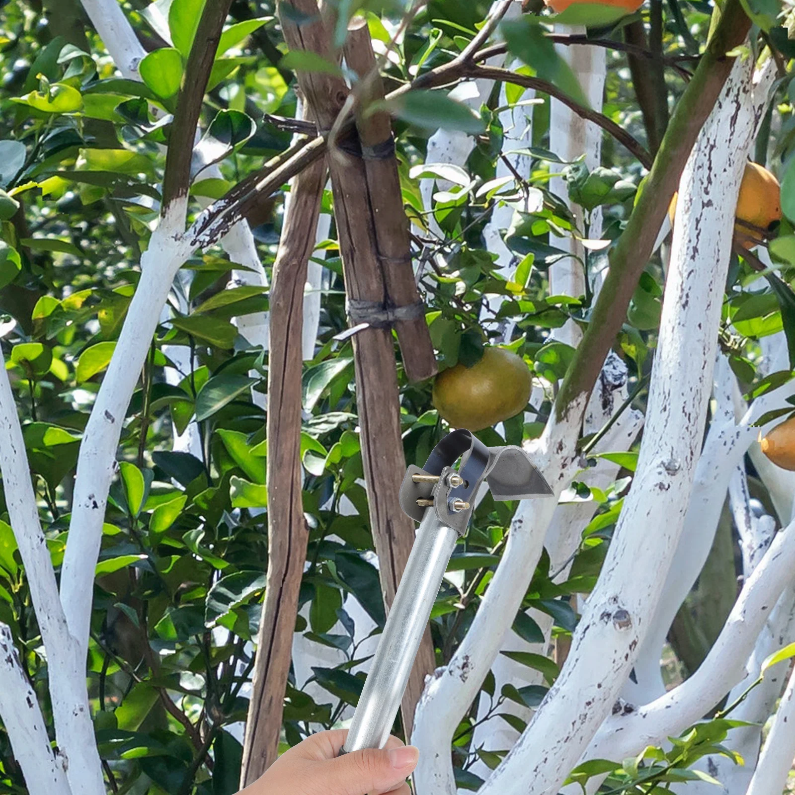 

1Pcs Bark Scraper Garden Tool Traditional Forged Non-Slip Handle for Tree Bark Removal Fruit Tree Grafting Weeding