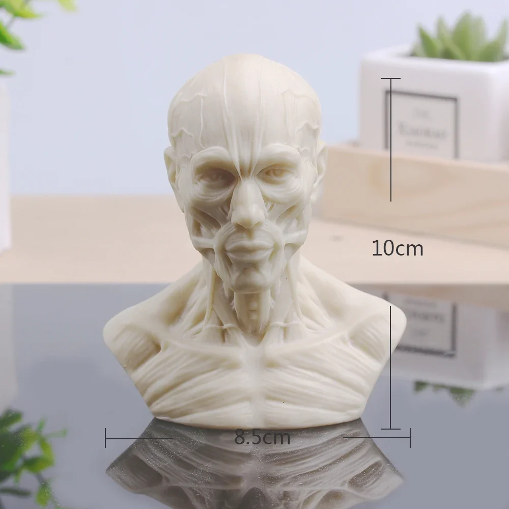 MGT-Small Plaster Sculpture, Musculoskeletal Skull Bust, Home Decoration, Resin Art and Craft, Sketch Practice Decoration Office