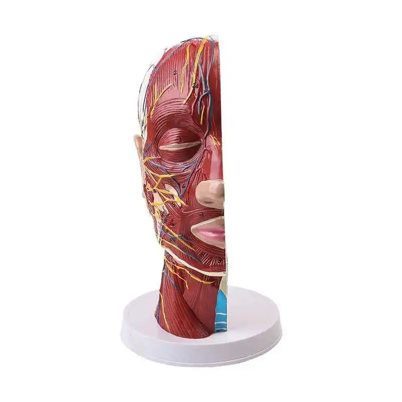 Human Facial Nerve Blood Vessel Muscle Anatomy Model Medical Teaching Tools Drop Shipping