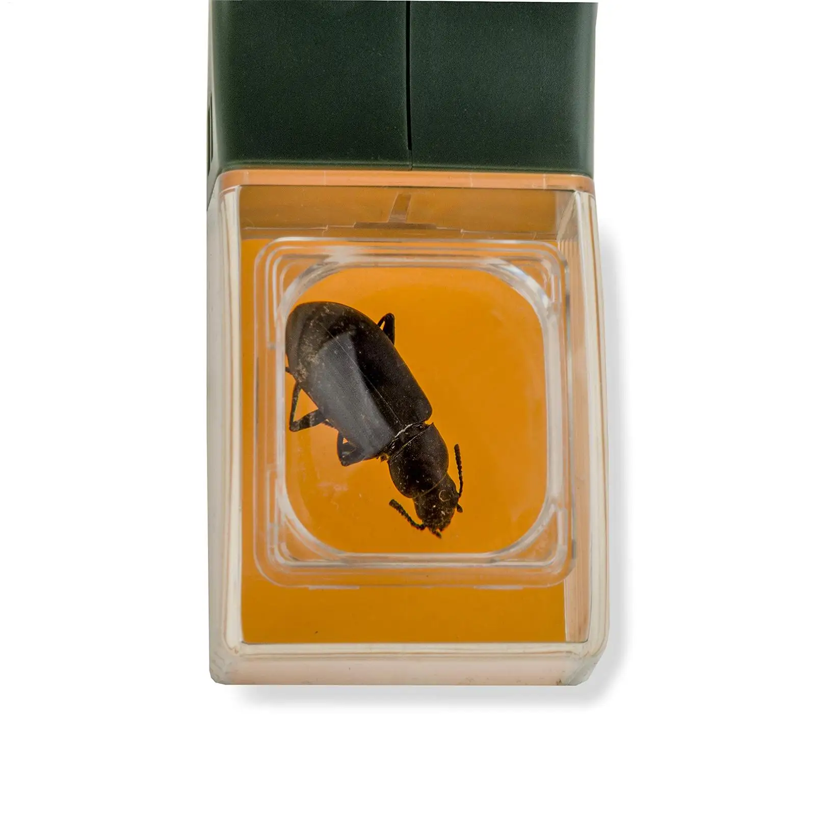 Fly Catcher for Kids Magnifying Viewing Gadget Fly Catcher for Boys Girls Adults Children Nature Spider Ant Butterfly