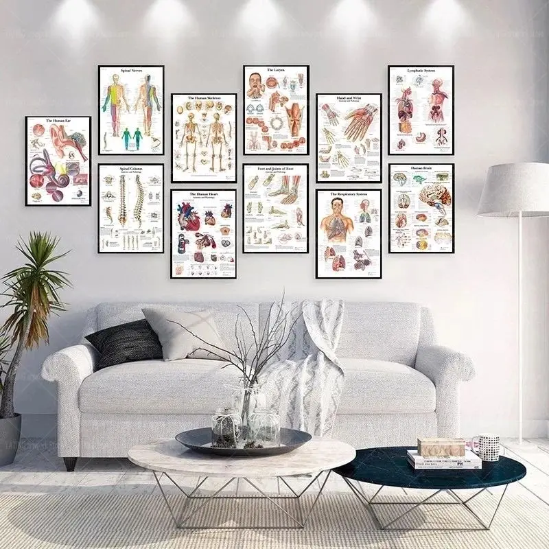 Human Anatomy Muscle System Poster Anatomy Diagram Human Medical Wall Art Photo Print Medical Education Office Decorative Mural