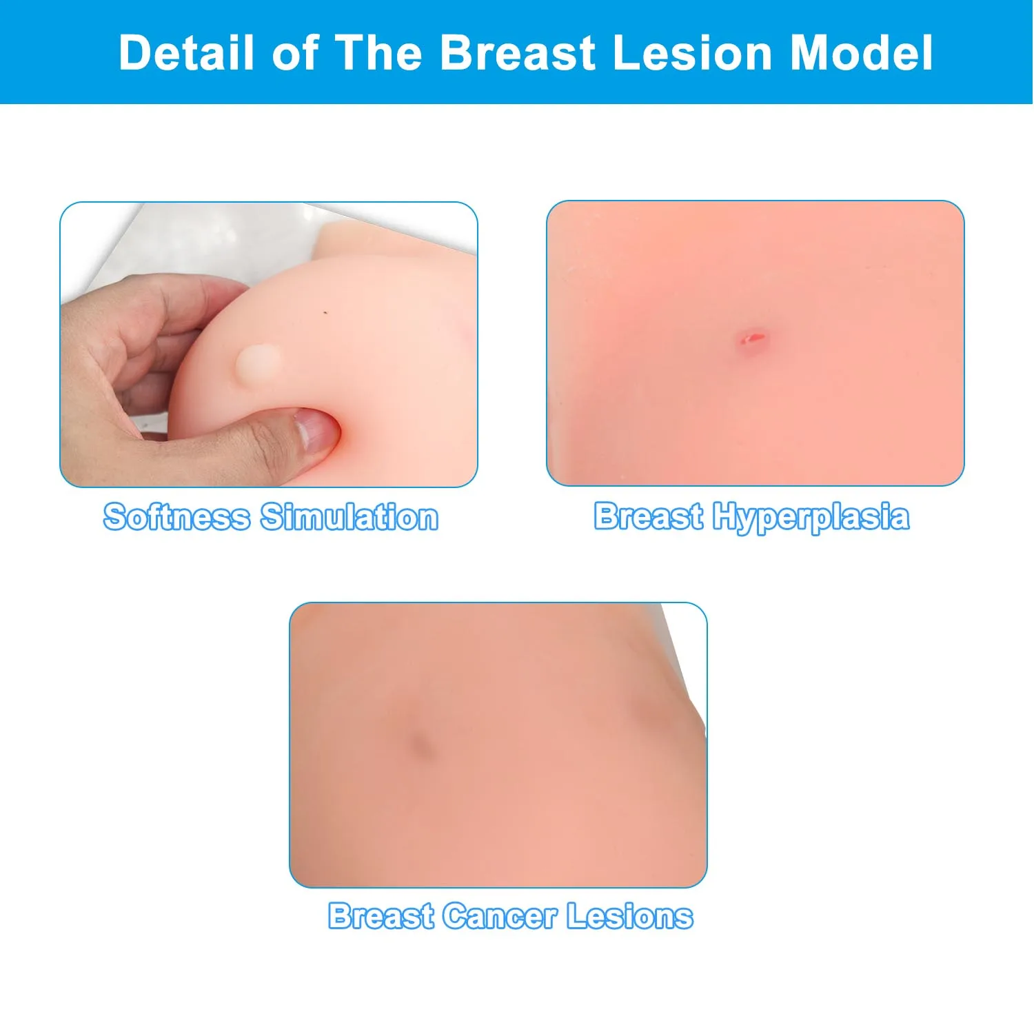 Breast Nodule Palpation Training Model Breast Lesions Palpation of Nodules Can Be Visualized By Ultrasound Mammary Gland Palpate