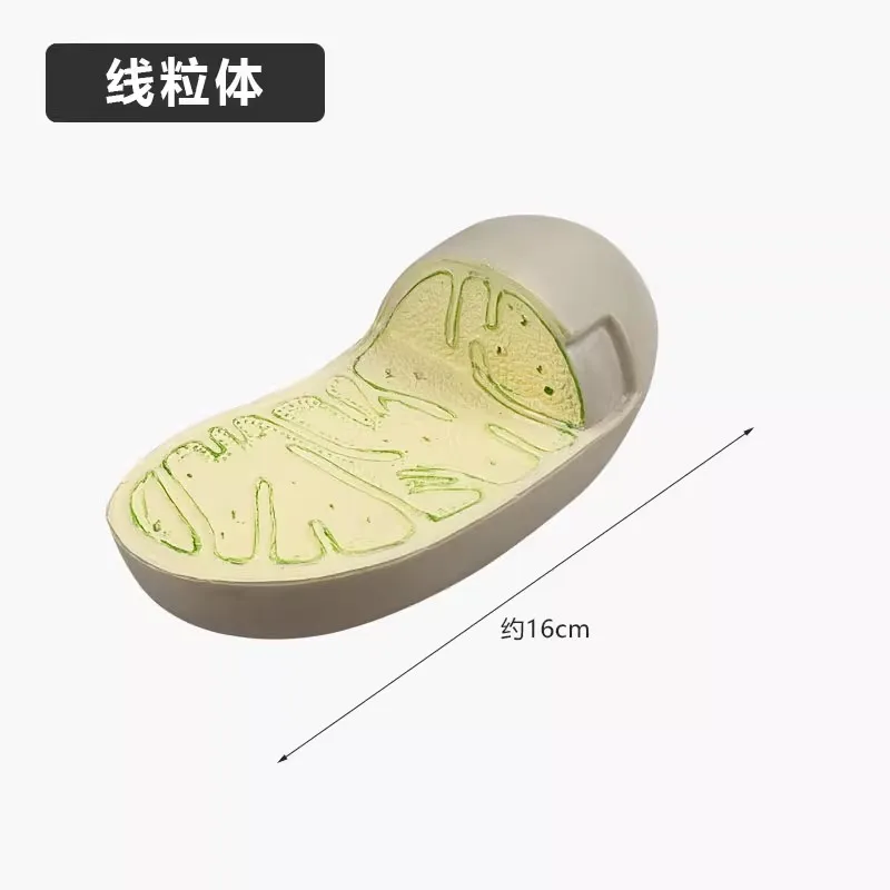 نماذج الخلايا المختلفة هيكل الأورجانيل الميتوكوندريا الكلوروبلاست نموذج تشريحي للجسم علم الأحياء تعليم العلوم #4