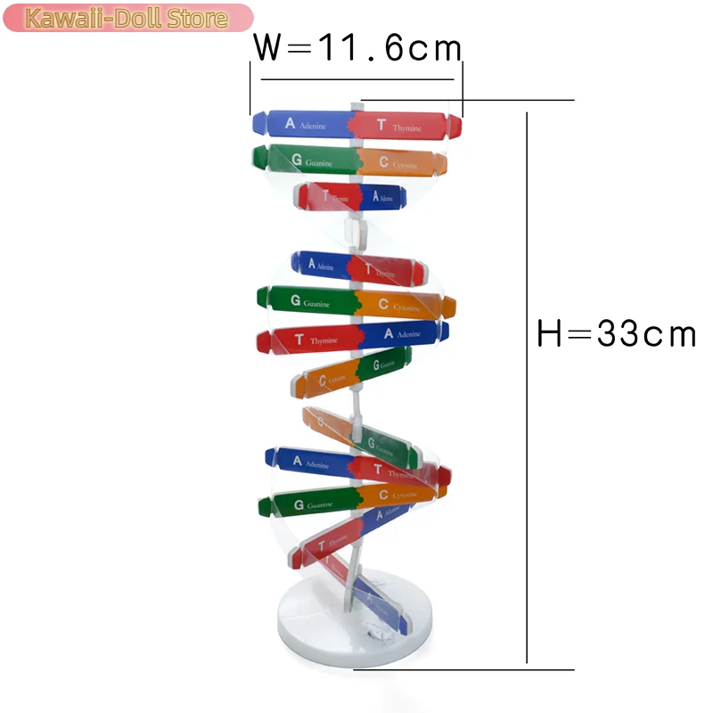 1 pz insegnamento apprendimento educazione giocattolo geni modelli DNA doppia elica giocattoli scientifici