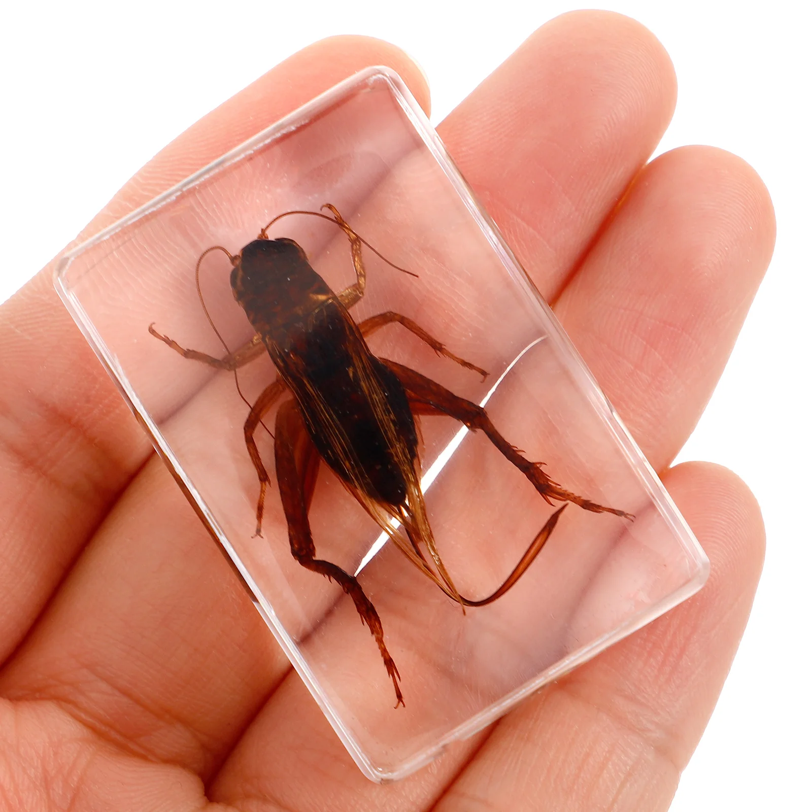 

Lightweight Resin Specimen For Display And Beautiful Table Decor