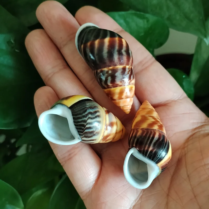 3 PC Colorful Mini Snail Yellow Amphidromus Butoti Shell, Fish Tank Accessory Beach Wedding Decor DIY Jewelry Making Kit, 4-5CM