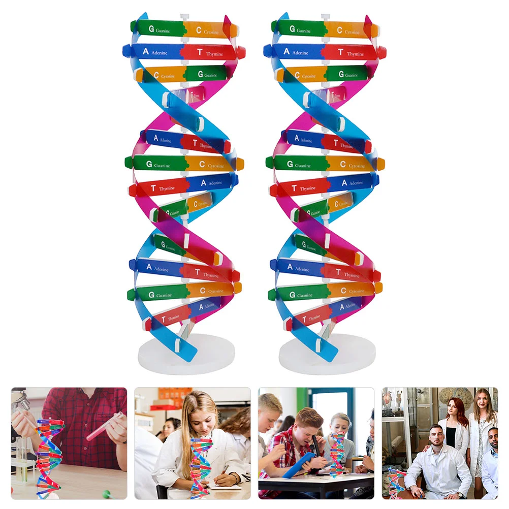 

2 Pcs Science Model Double Helix Self-Assembling Toy Teaching Instrument DNA for Biology Genes Learning Tool Abs Child