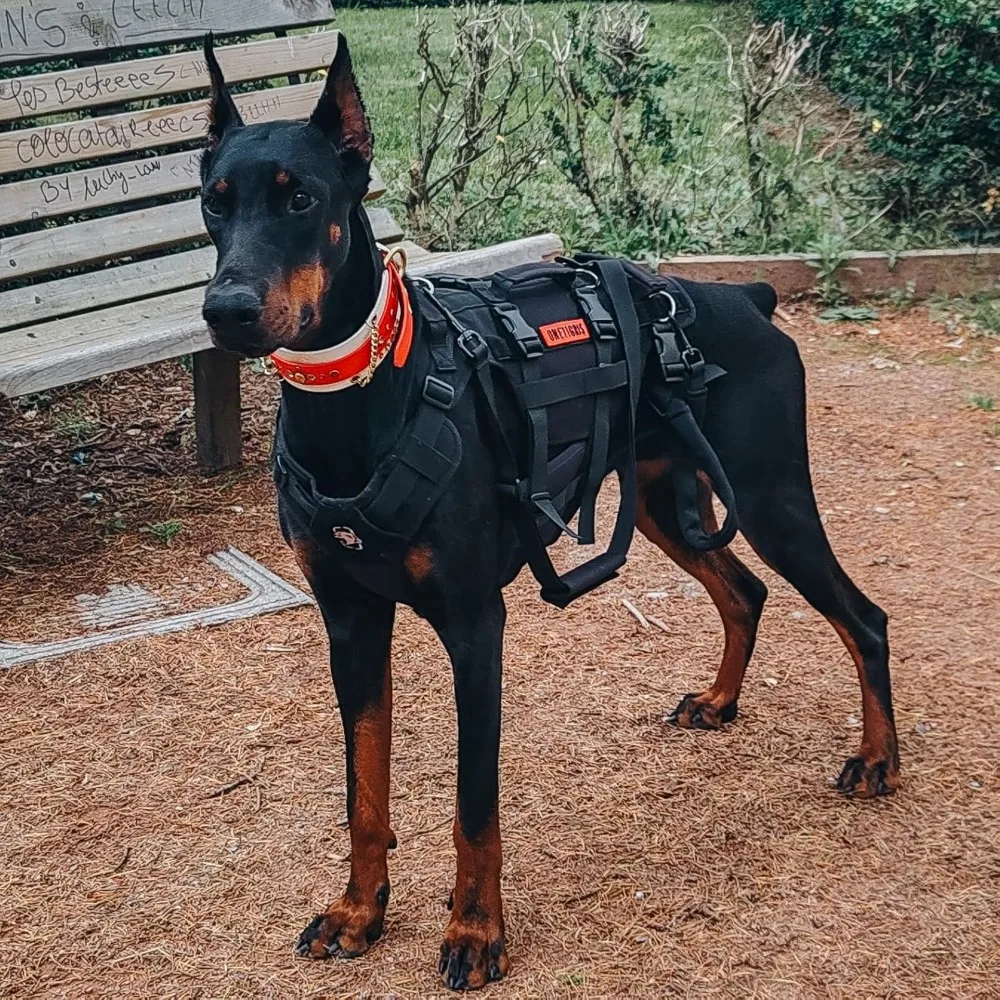 حزام OneTigris لكامل الجسم للكلاب للسلالات الكبيرة: دعم الورك ومساعدة التنقل مع مقابض الرفع