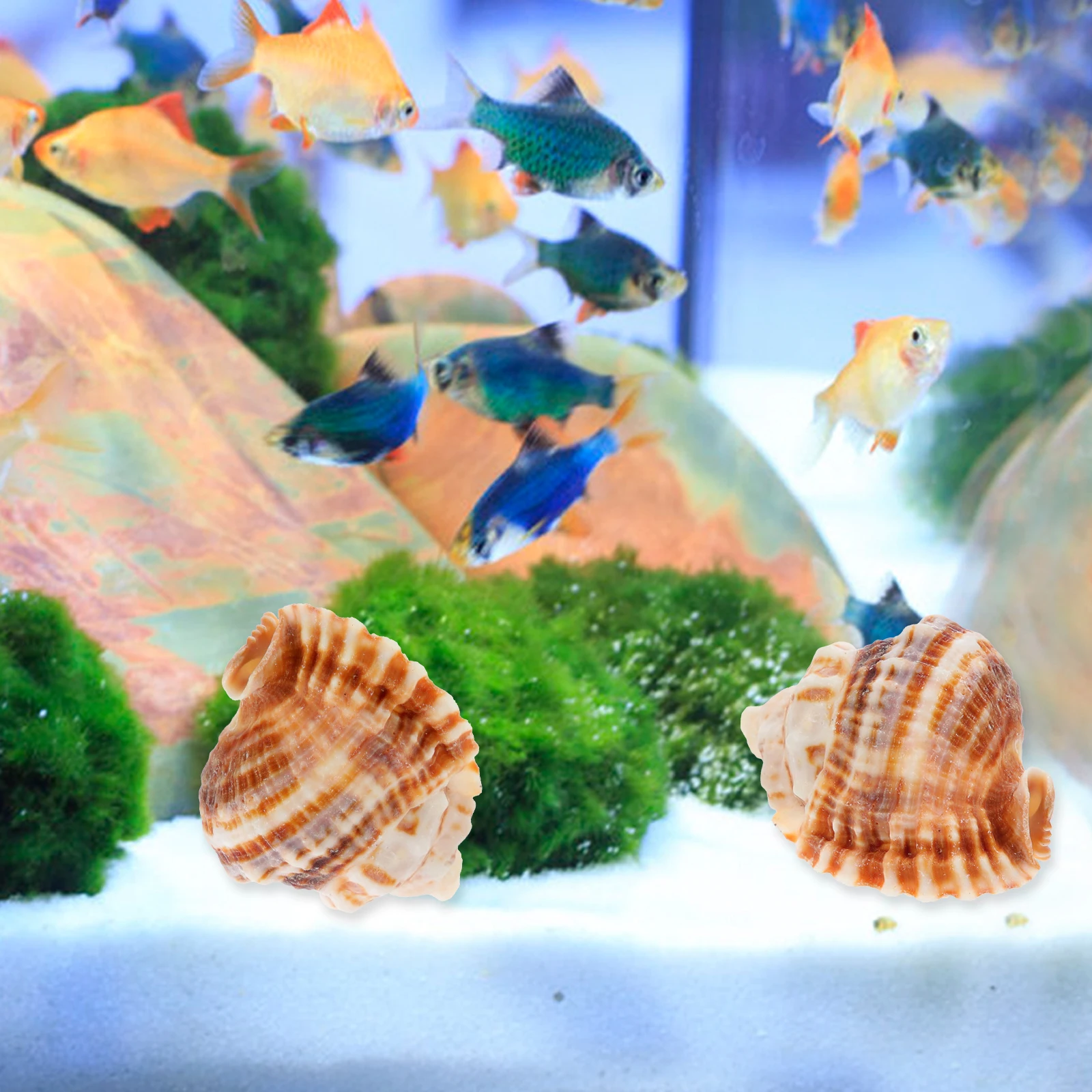 

2Pcs Natural Conch Shell Decor Ornament for Aquarium Fish Tank Home Living Room Desktop Craft DIY Jewelry Accessory