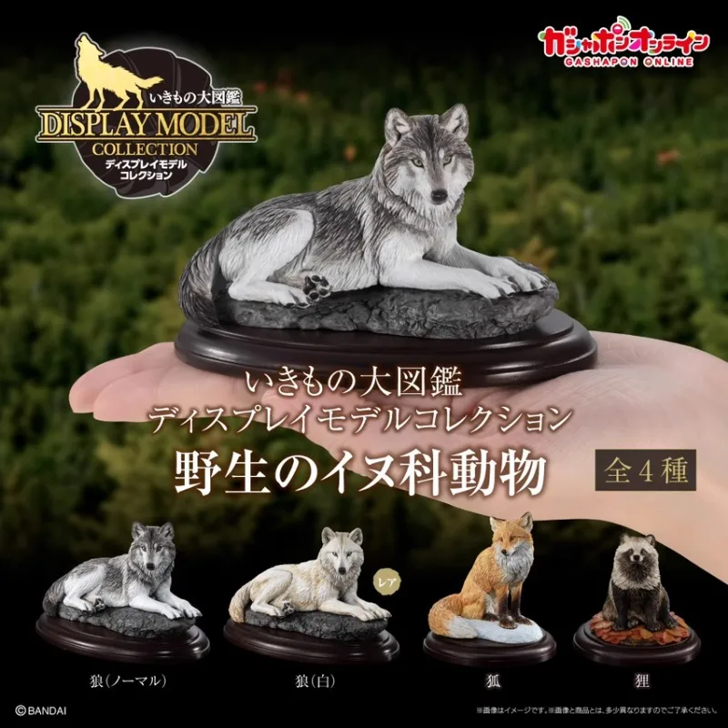 Original Bandai Gashapon Wolf Fox Raccoon Dog Qversion Mini Animal Action Figure Model Toys Gifts Collection Ornament