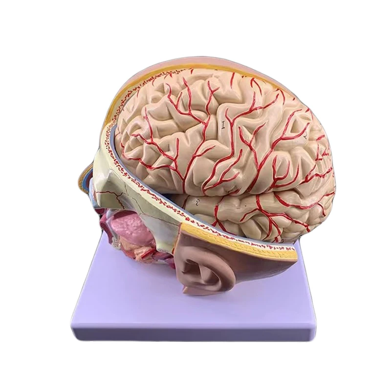 HOT Medical Head with Brain Anatomical Model Eye Face Median Section Teaching 3D Students Anatomy Toy Education