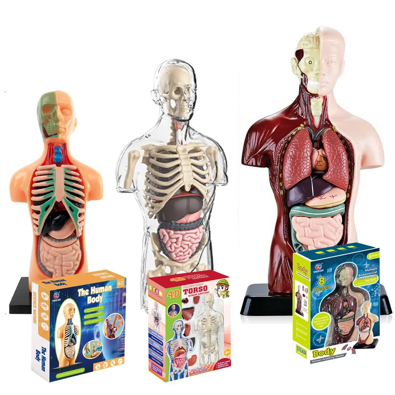 

4D Human Body Torso Anatomical Model for Learning Internal Organs Skeleton Visceral Brain Assembly Display Educational Teaching