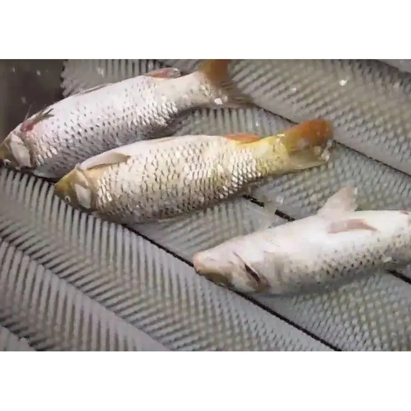 스틸 피쉬 스크래핑 스케일 리무버 내장 제거 기계 드럼 타입 생선 비늘 내장 제거 기계 해상 운송