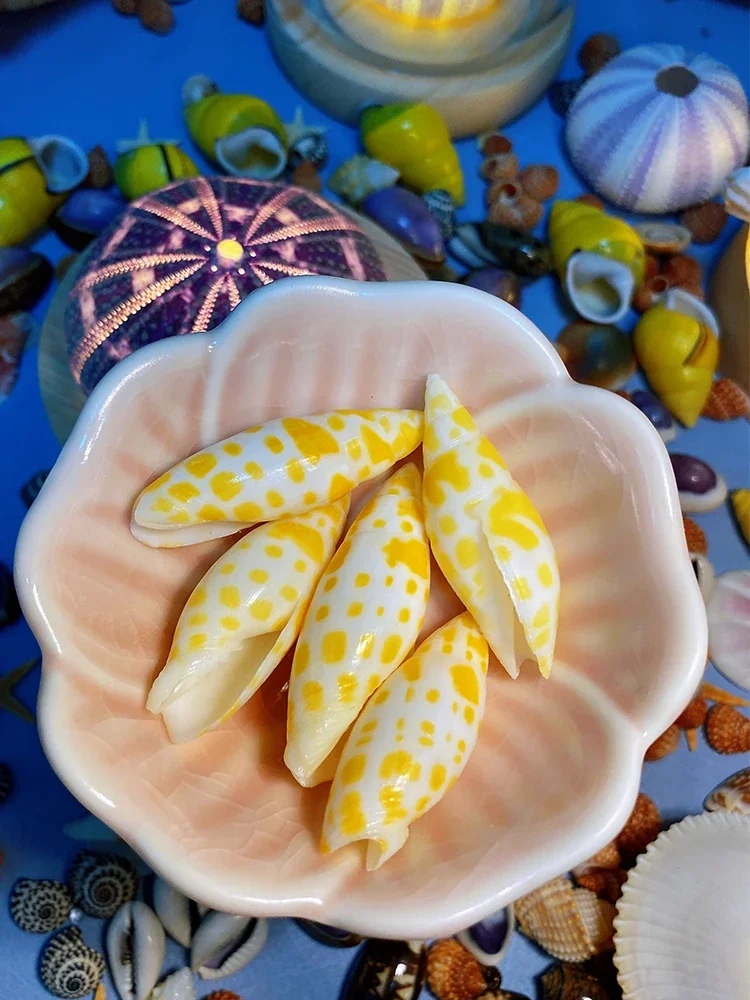 Super Colorful Yellow Dot Koi Pen Snail 4-5cm Conch Specimen