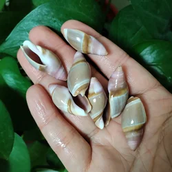 2 PC Mamillate Ancilla Shells Baryspira Mammilla Seashell For Home Wedding Furnishing Pieces Gift Fish Tank Decoration Specimens