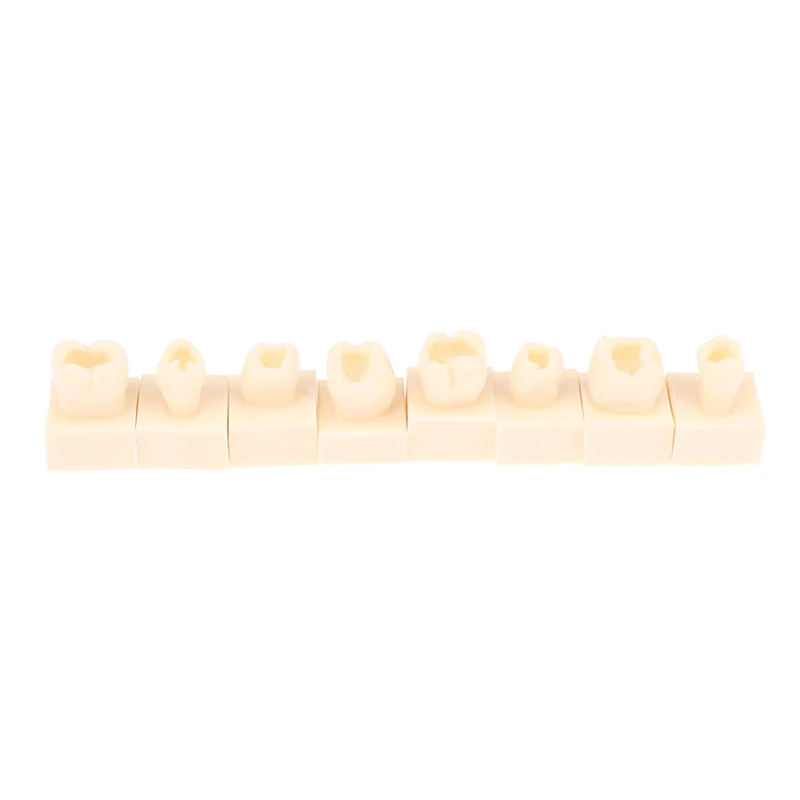 8pcs/Kit Dental Posterior Teeth Model Student Training Composite Resin Filling Jaw Practice Equipment