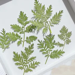 24pcs/4-6cm,Nature Pressed Artemisia annua leaf,DIY Wedding invitation Bookmark Gift Card drip glue phone case plant photo frame