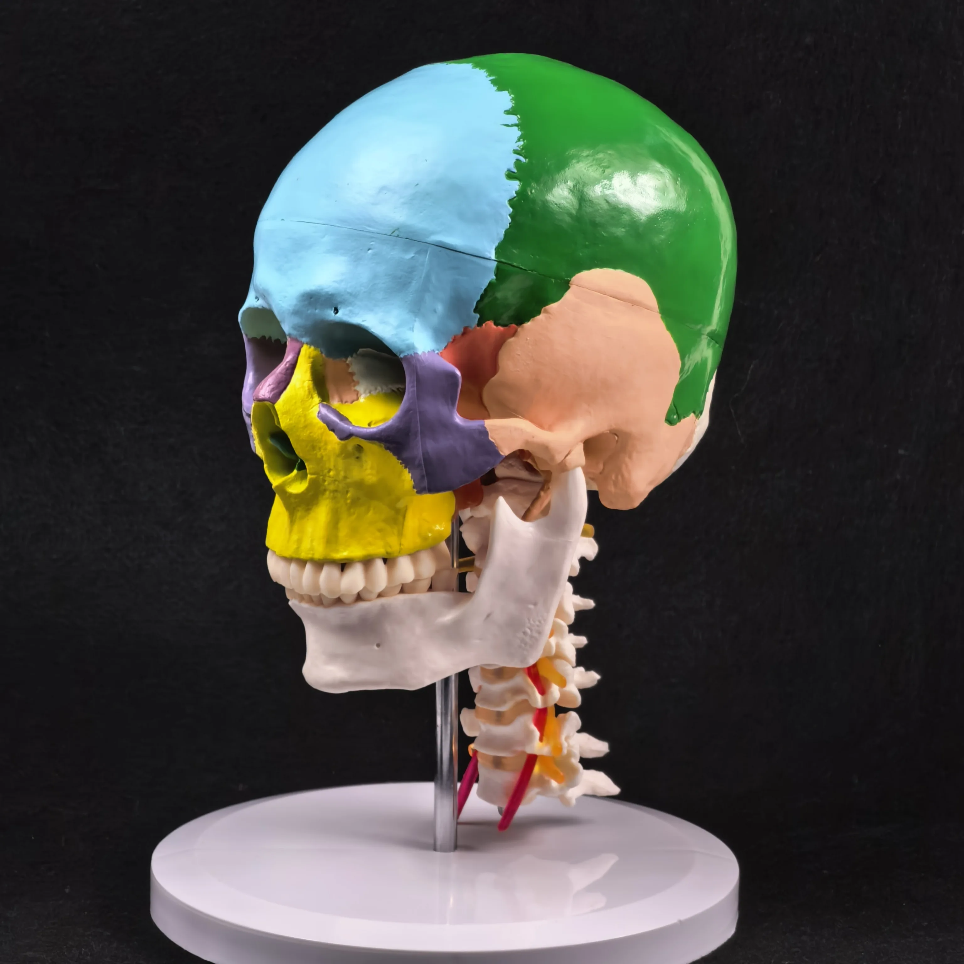 PVC Life Size Colored Function Human Skull Cervical Vertebrae with Nerves Anatomical Didactic Models Natural High QC