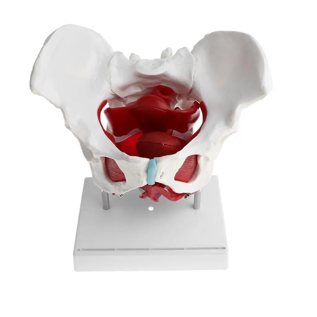 1:1 Female Pelvis Skeleton Floor Muscles with Removable Organs Model