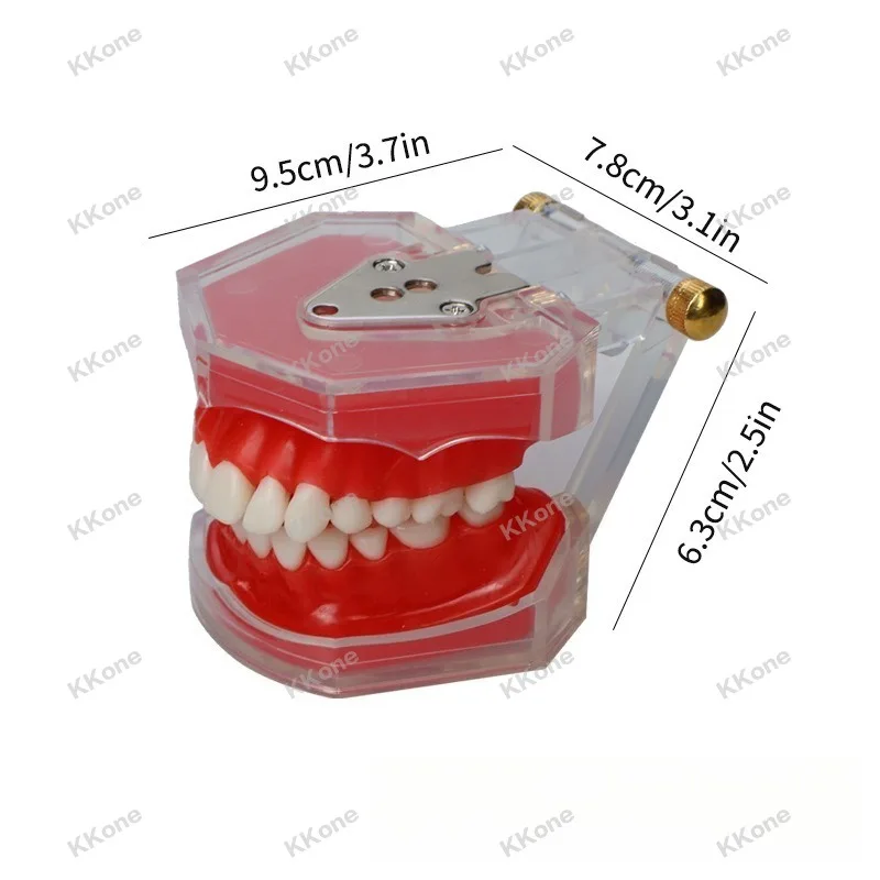 1Pc Dental Oral Teaching Tooth Extraction Practice Model Simulation Full Mouth Removable Resin Teeth Model