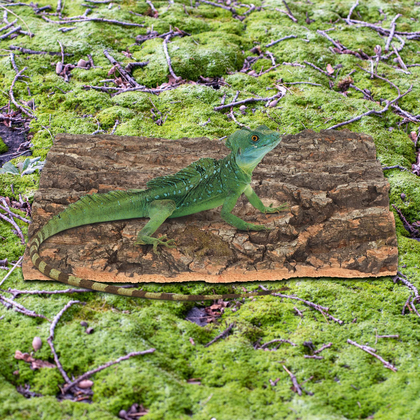 Sosoport 2 قطعة لحاء الفلين للزواحف تررم السحلية السلاحف الملتحي التنين مخبأ تسلق فرع شجرة طبيعية النباح #4