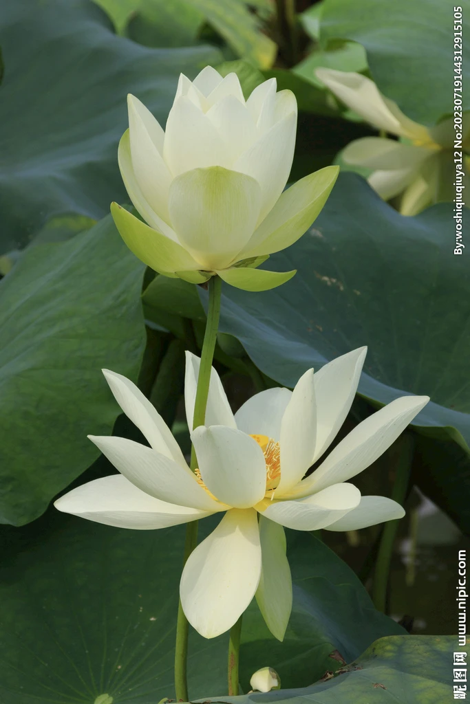 

30A 4-8V Mini Brushed Electric Speed Controller ESC Brush Electronic Motor Speed Controller For RC Car