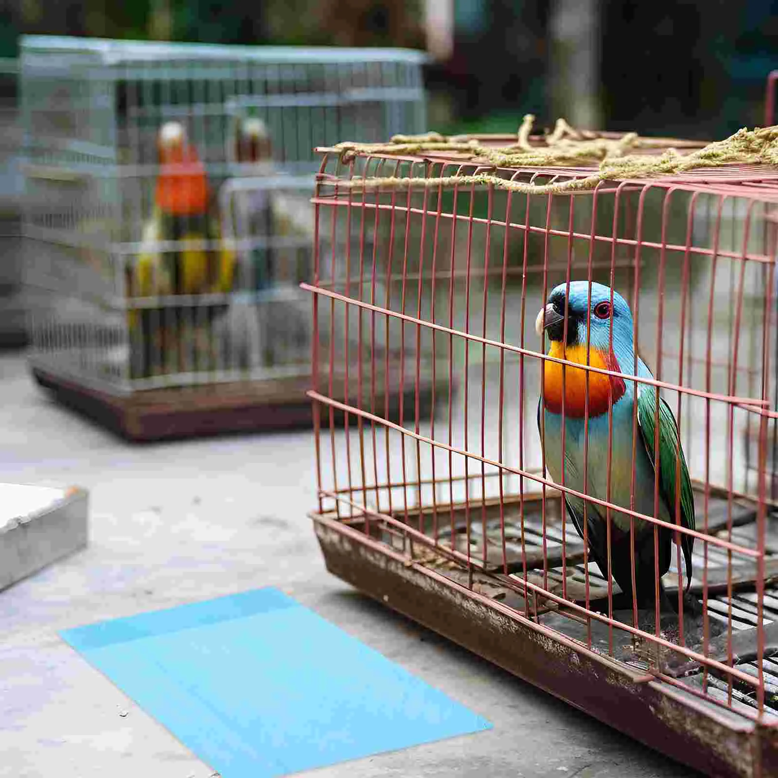 10 Buah/1 Aksesori Sangkar Burung Bantalan Sasis Burung Beo Alas Latihan Kotoran Penyerap Air Bagian Bawah Kertas Persediaan Hewan Peliharaan