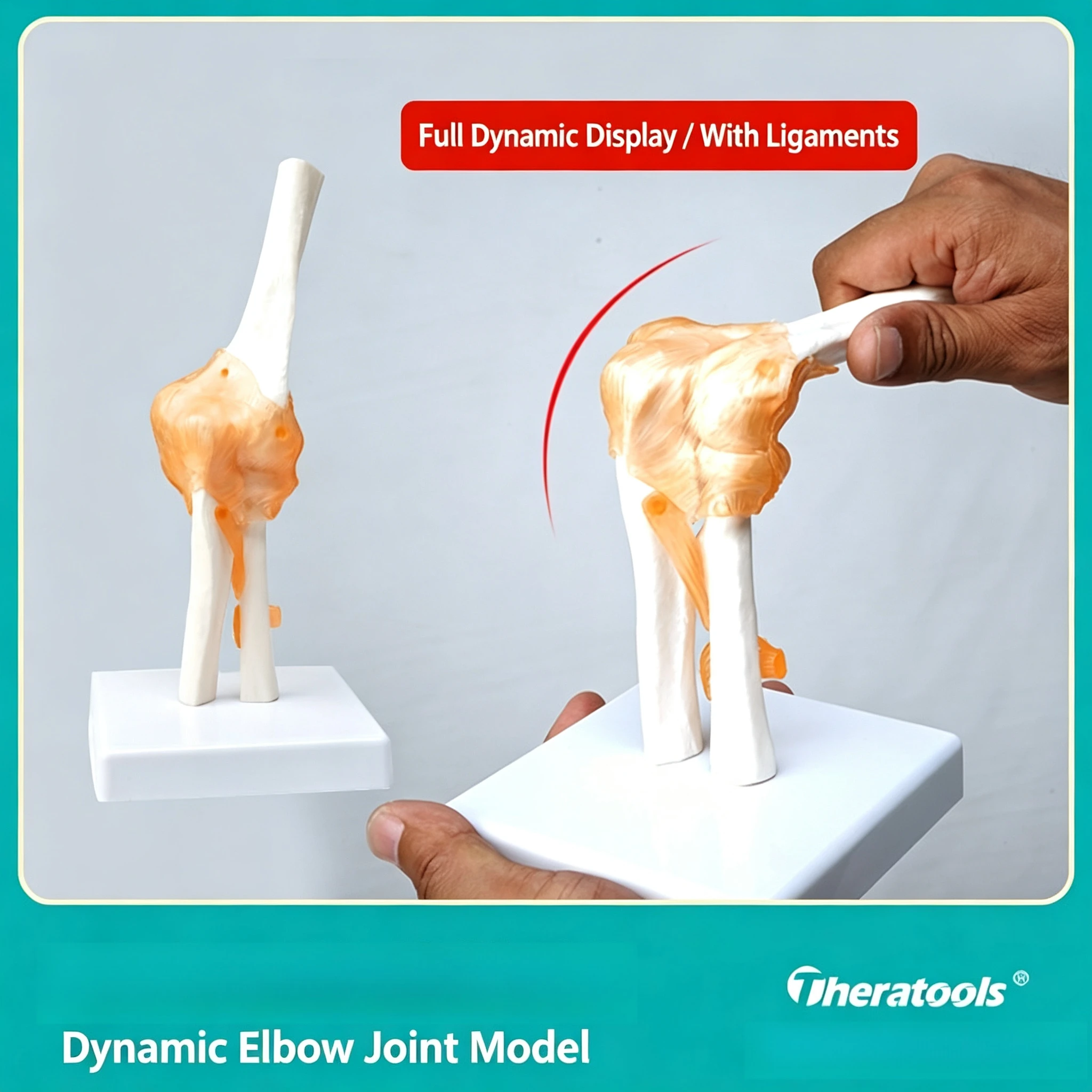 Human Elbow Joint Anatomy Model, Movable Skeleton with Radius Rotation, Orthopedic Rehab Teaching Tool
