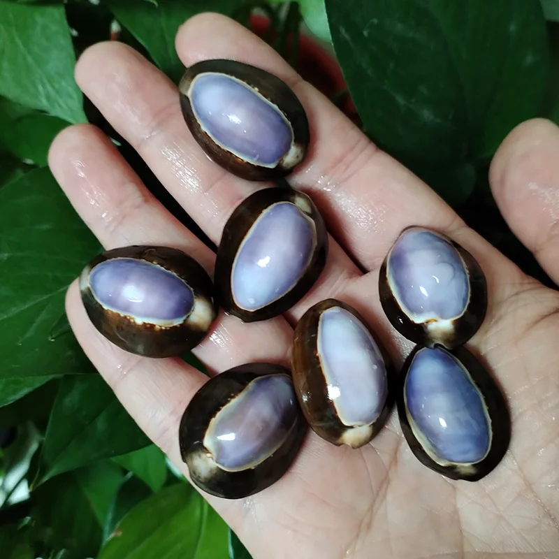 10 Pcs Purple Top Cowrie Shells Natural Purple Caput Seashell Conch Jewelry Pendant Charms Beach DIY Home Decoration Fish Tank