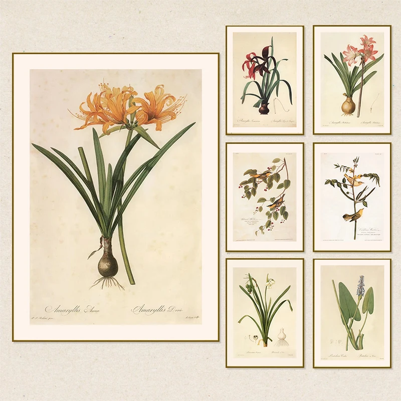 Botanische Vintage-Poster und Drucke, errötende Krinze, Barbados, Lilie, Leinwandgemälde, Wandkunst, Bild für Zimmer, Büro, Dekoration