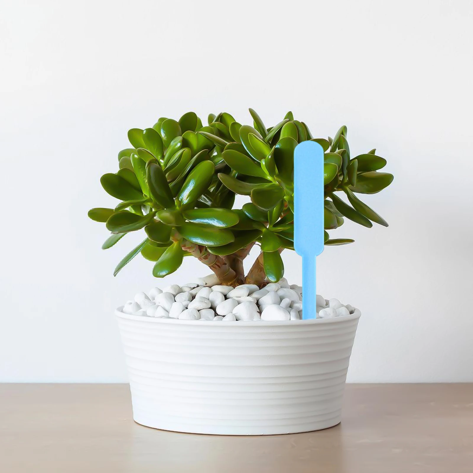 100 Stück Neue Garten-Pflanzen – Gardening Tools Labeled Bewertung und Preis