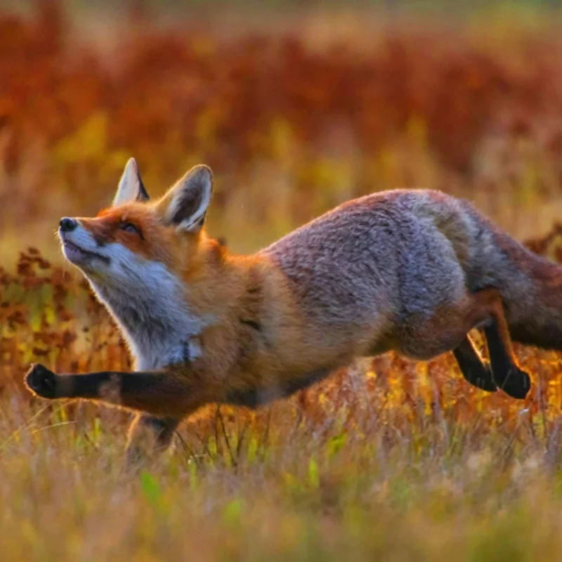 

4PCS 86mm 12mm Hex Hub RC Tires Wheel for 1/12 1/14 Rlaarlo Hyper GO MJX 14209 14303 WLtoys A969 144001 124008 Scy 16101 RC Car