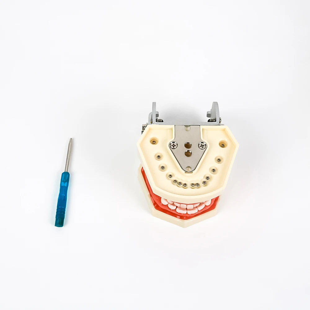 28 Tooth Standard Dental Teaching Model Detachable Teeth Model for Dental Technician Studying Practice Training