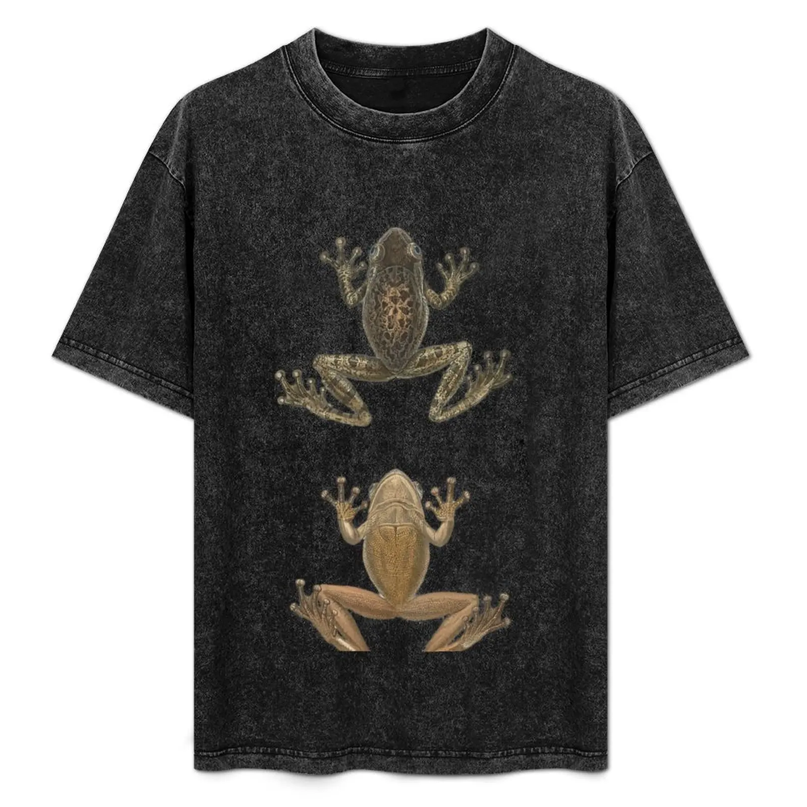 

Cuban Tree Frog Vintage Antique Scientific Drawing T-Shirt summer tops vintage clothes Short sleeve tee t shirts for men