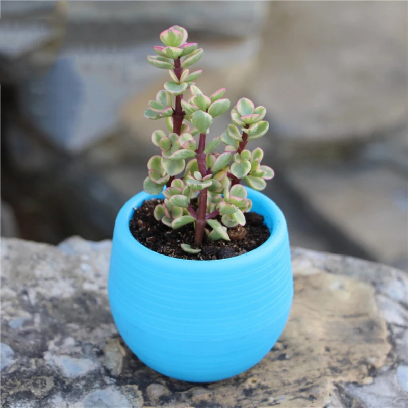 7x7cm Colorful Mini Flower Plant Pots Indoor Garden For Succulent Plant Pot Small Planter Plastic Pots Creative Garden Decor