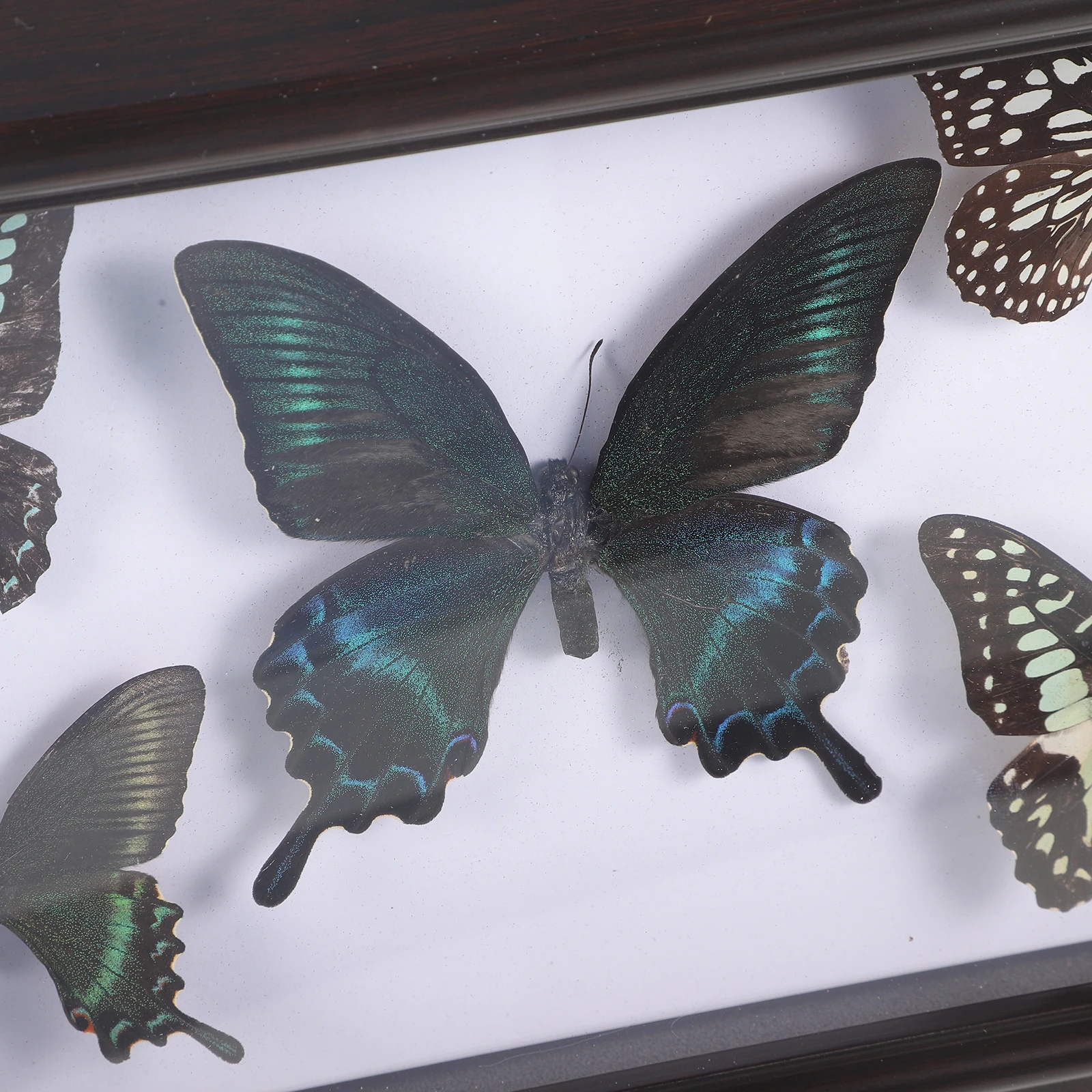 

Butterfly Art Display Frame Home Living Room Hanging Ornament Craft Decor Gift For Collectors Educational Use Teaching Equipment
