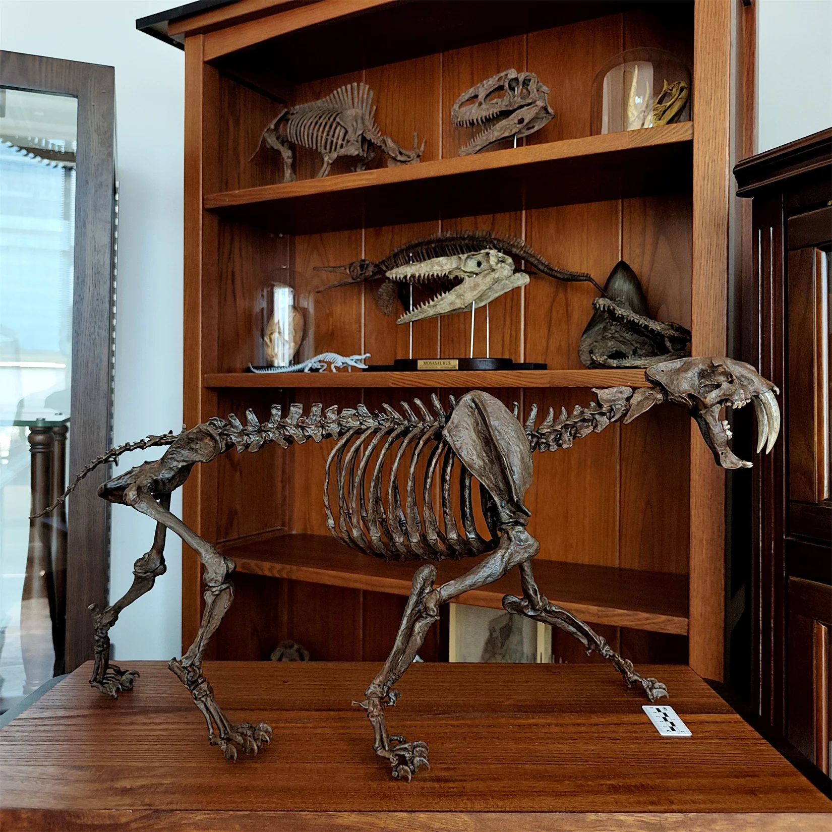 1/5 Smilodon Populator Sabre-toothed Tiger 3D Printed Skeleton Model Prehistoric Animal Scene Decor Collectible Craft Gift