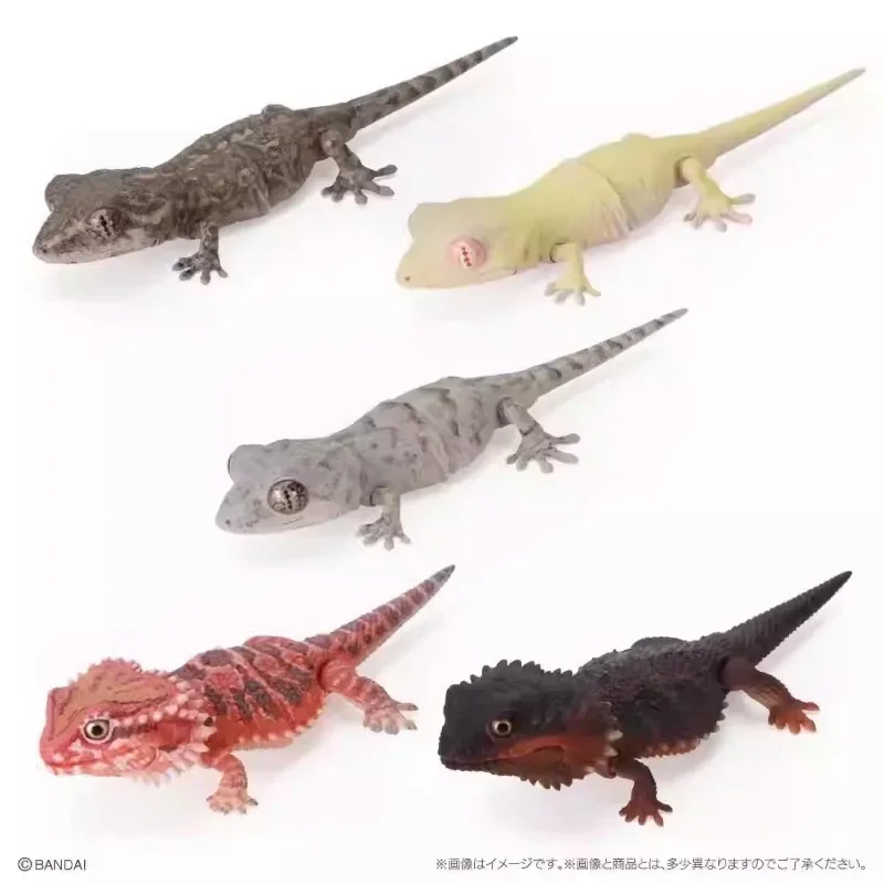 

Movable Model Twisted Egg Japanese Genuine Biological Fat-tailed Gecko Round-tailed Gecko