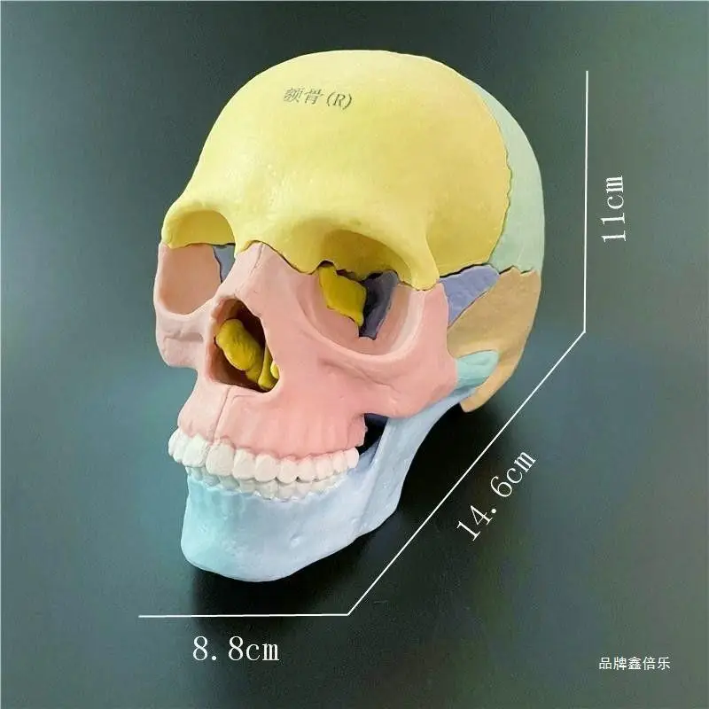 Ciencia y descarga médica multipartes 1:2 Color humano cráneo modelo cráneo enseñanza Dental médica