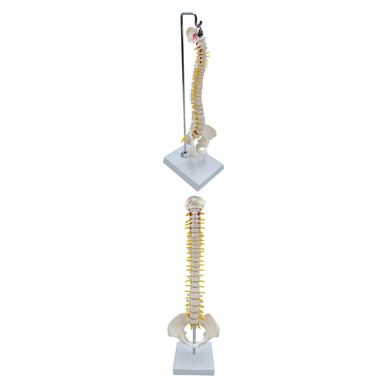 Fexible Spine Model Vertebral Column Skeleton Model 45 Size with Base for Teaching Aid Kids Display Study