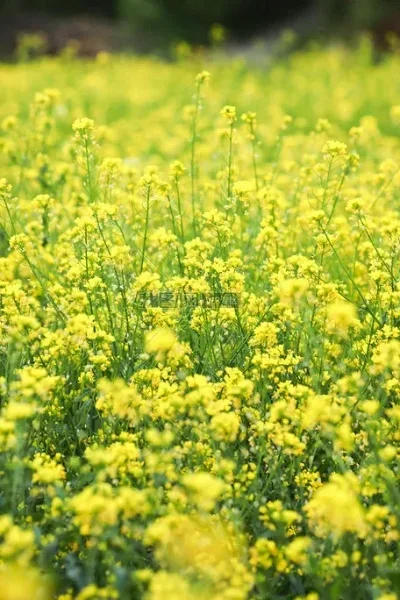 Tazas Tiki de Hawái, Taza para Cócteles de 365 ml, Taza para Cerveza, Taza para Bebidas, Taza para Vino, Tazas Tiki de Cerámica