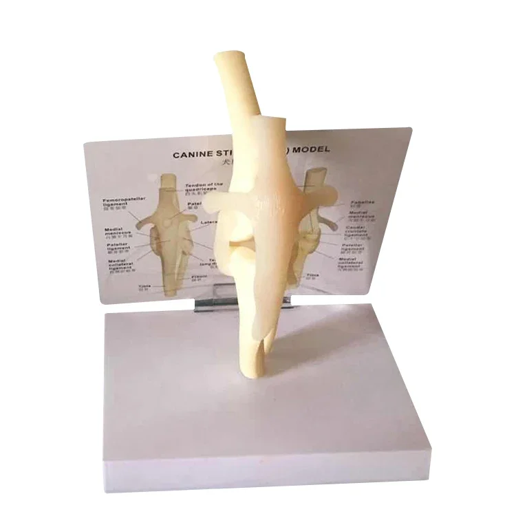 

Dog Knee Model, Canine Teaching Pet Animal Husbandry Veterinary Teaching Instrument