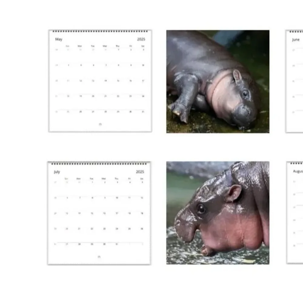 Trendy 2025 Moo Deng Kalender Baby Nilpferd Kreative Nilpferd Kalender 50 stücke Kupferstich Papier Hängen Desktop Dekoration