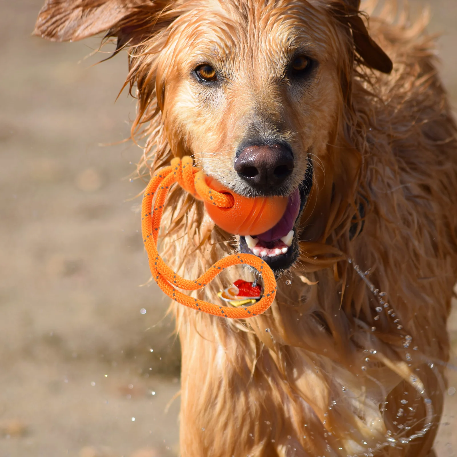 Toys Small Dog Play with The Ball Puppy Portable Chewing Wear-resistant 338X85X85CM Cat Supply Interactive Orange