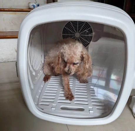 Home Pet Hair Dryer Box, Silent Blower for Cats & Small Dogs, Grooming Drying Machine for Bathing Pets