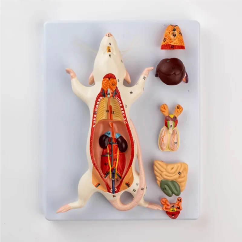 Animal anatomy model 23*18*7cm free shopping 1:1 natural large mouse anatomical model Mouse assembling puzzle toy