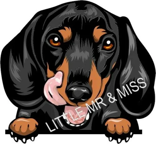 

For DACHSHUND Peeking Dog Breed Colour Window Laptop Wall Sticker w/proof